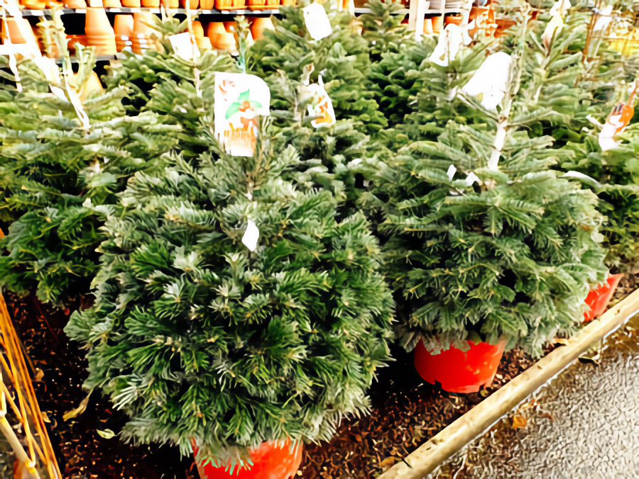 How to care for a living Christmas Tree Westside Seattle